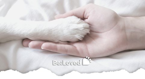 A human hand and a dog paw together with the Be:Loved logo.